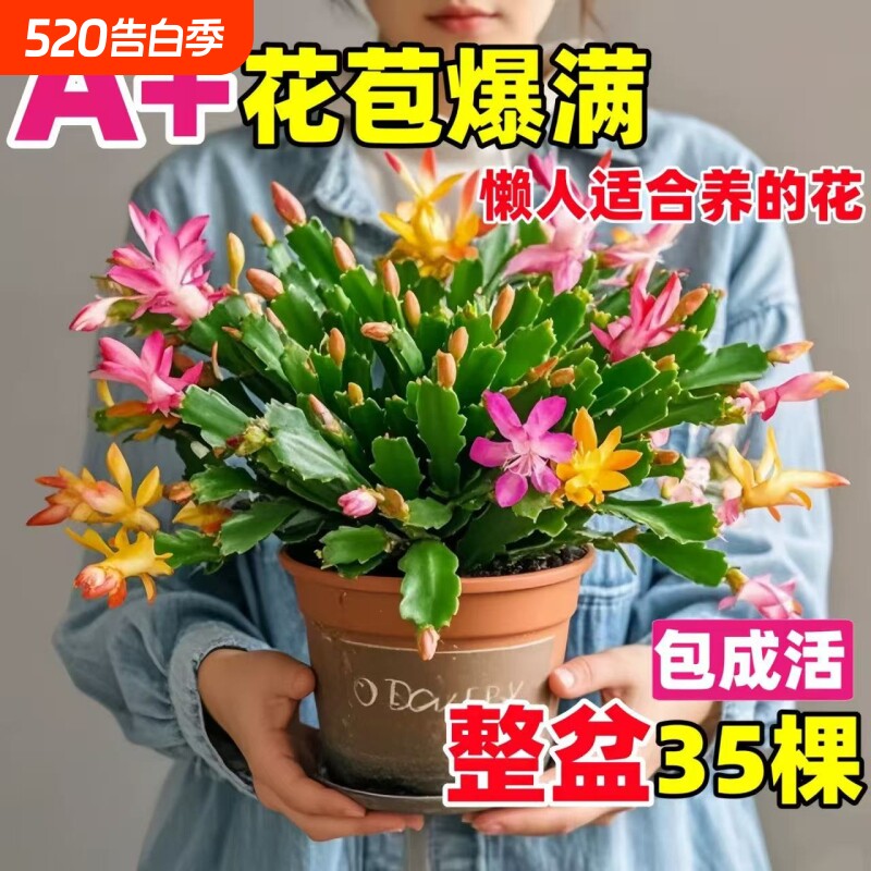 蟹爪兰盆栽带花苞嫁接蟹爪莲花苗重瓣阳台室内花卉兰花苗客厅开花