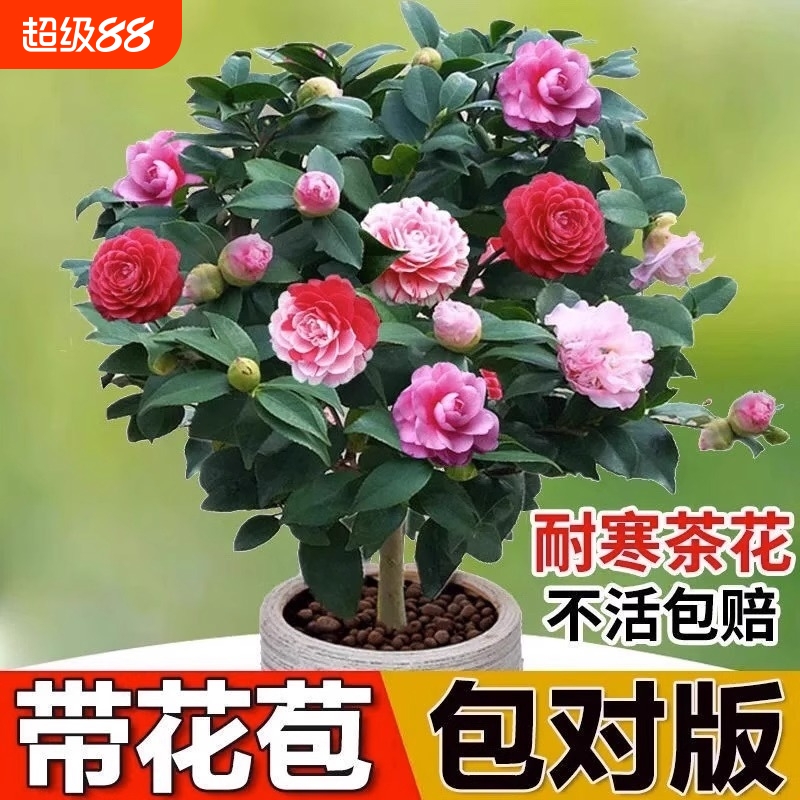 四季耐寒五色赤丹茶花