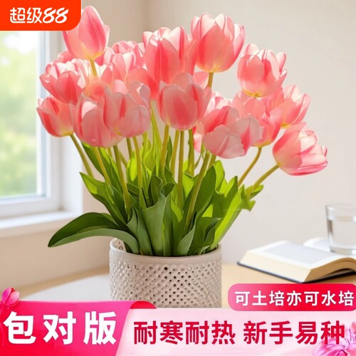 郁金香种球庭院阳台耐寒耐热花卉