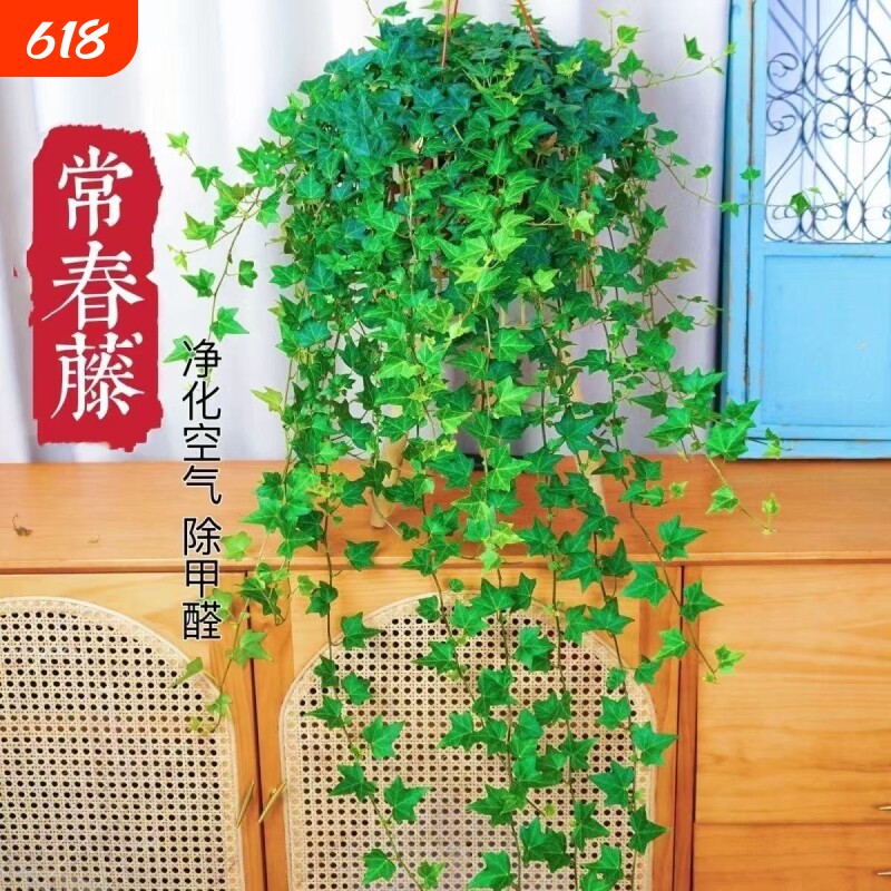 常春藤盆栽苗绿植吊兰垂吊爬藤植物四季常青室内阳台好养活除甲醛