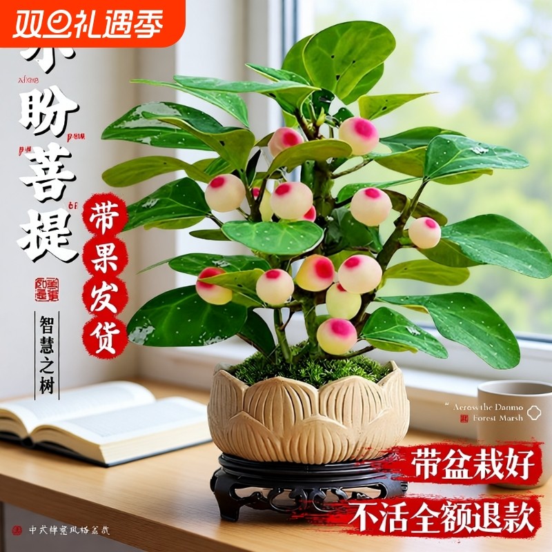 小盼菩提盆栽带果办公室内客厅绿植桌面老桩盆景摆件好养阳台果实
