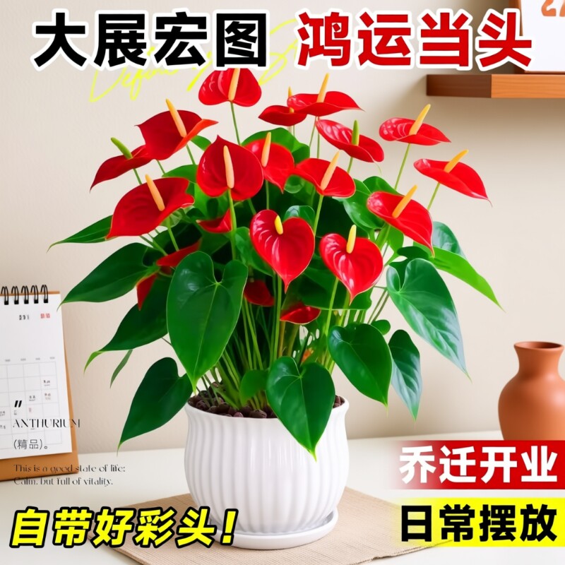 四季开花大号红掌盆栽带花水培大叶客厅绿植室内办公室桌面花陶瓷图片