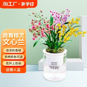 多色香水文心兰花苗梦香现带超多花苞美水培室内好养花卉盆栽绿植