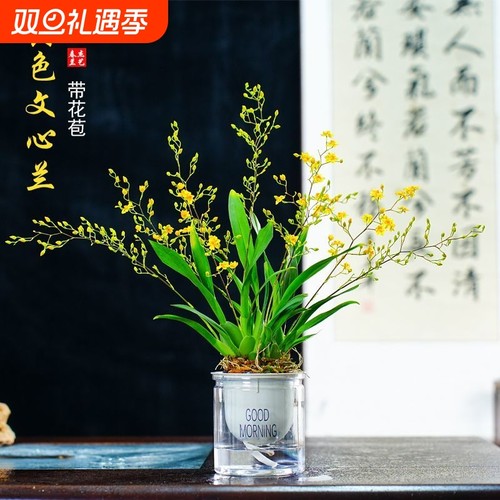 冬带花苞梦香水文心兰年宵花卉浓香型室内客厅桌面好养可水培