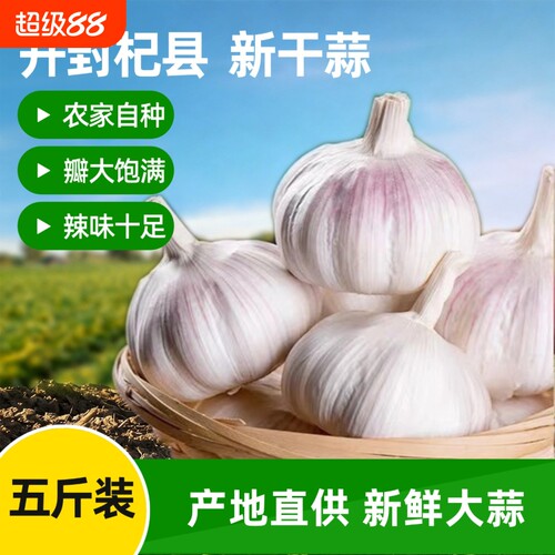 干大蒜河南白皮多瓣蒜头农家直发