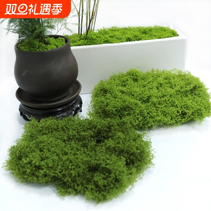 真苔藓丝草坪生青苔景观绿植小草盆景造景铺面假苔藓装饰假草