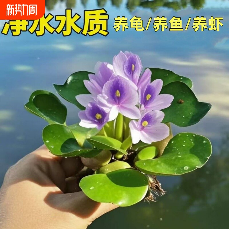 水葫芦凤眼莲造景水质水培绿植池塘庭院养鱼水草龟缸净化活体植物