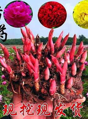 芍药花苗重瓣带芽大苗鲜花四季开花卉庭院牡丹花种根盆栽植物室内