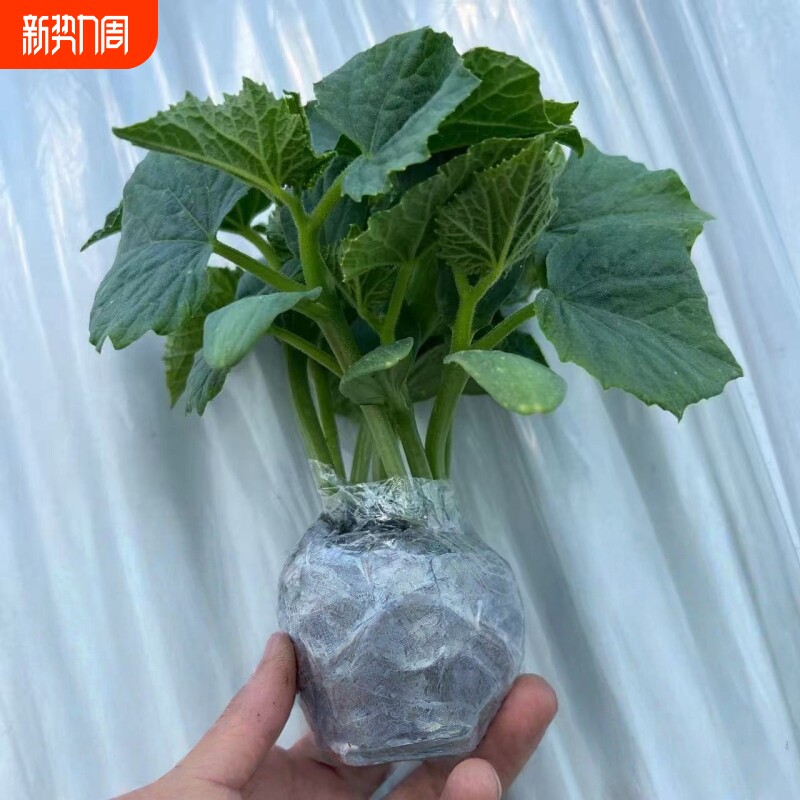 四季阳台旱黄瓜秧苗蔬菜种苗黄瓜苗水果黄瓜秧苗盆栽苗大黄瓜秧苗