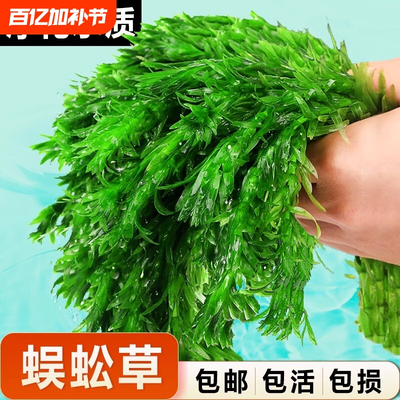 蜈蚣草水草植物养龟鱼缸造景鱼草缸净水绿植新手养鱼绿菊后景草