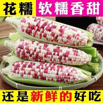 新鲜嫩玉米花糯玉米江苏如皋农