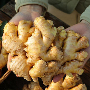 云南小黄姜现挖高山沙姜红河新鲜生姜老姜土姜蔬菜9斤批发