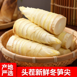 正宗江西冬笋新鲜笋尖5斤整箱装多规格时令蔬菜火锅商用批发