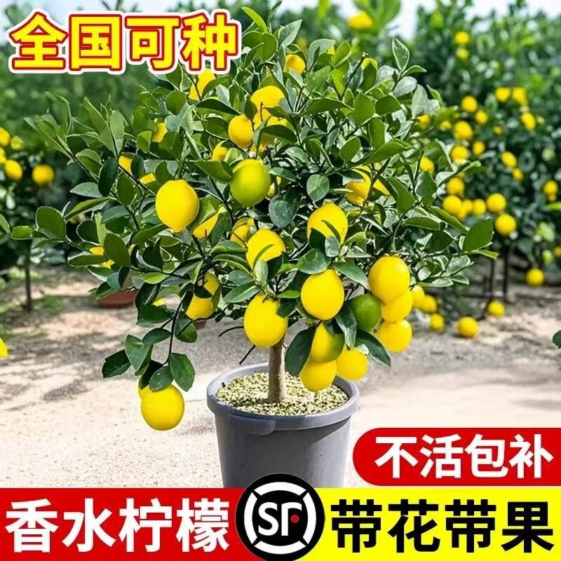 台湾香水柠檬树苗可食用四季柠檬盆栽种植物当年结果室内大盆阳台
