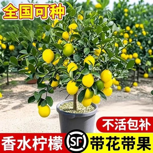 台湾香水柠檬树苗可食用四季柠檬盆栽种植物当年结果室内大盆阳台