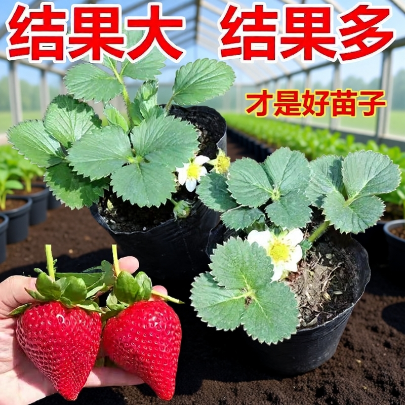奶油草莓苗带花带果秧苗四季结果