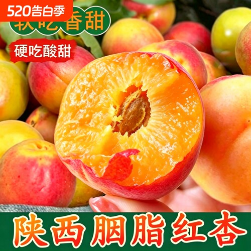 陕西胭脂红杏源头好货放心购