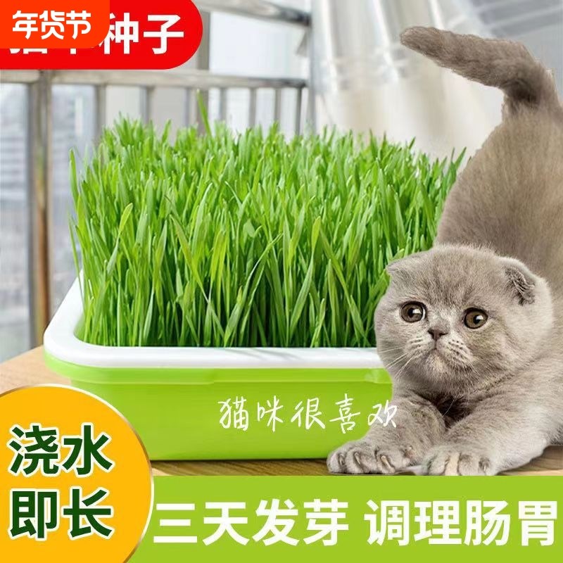 懒人猫草水培盆杯盒种植排毛球化毛草自种新鲜麦种猫咪零食盆栽幼,宠物/宠物食品及用品,猫草/猫草片,淘宝优惠券,粉丝福利购,淘宝优惠卷
