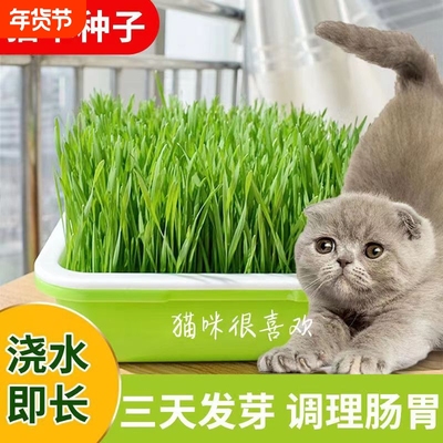 懒人猫草水培盆杯盒种植排毛球化毛草自种新鲜麦种猫咪零食盆栽幼