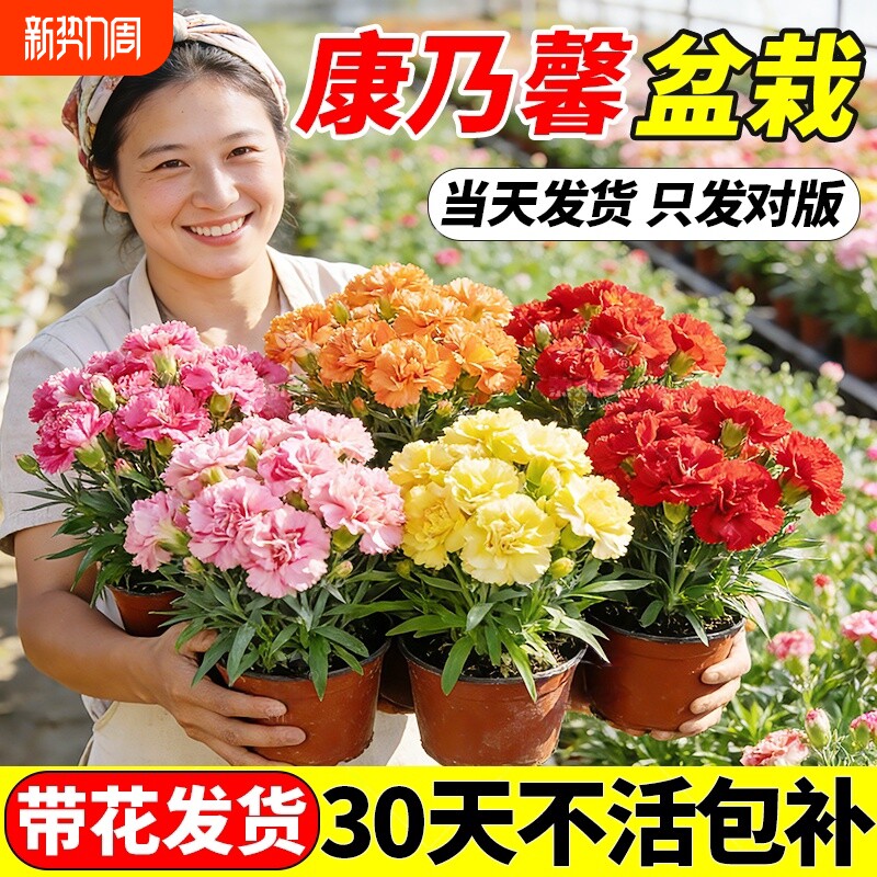 康乃馨盆栽带花苞鲜花四季开花卉室内阳台植物好养大花苗客厅花期