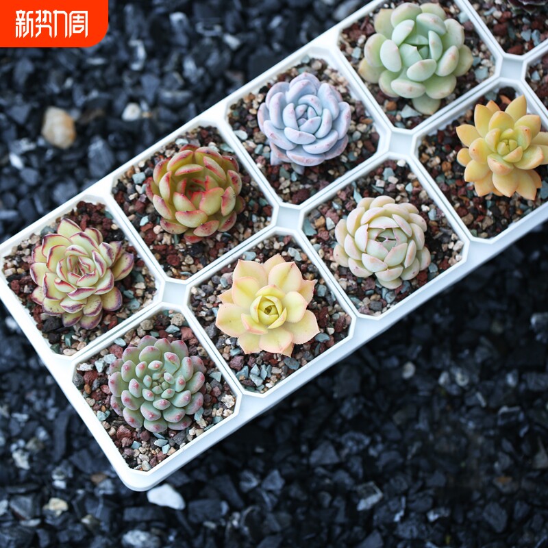 多肉植物盆栽花卉带盆土DIY花盆套餐新手组合绿植好养种多肉阳台
