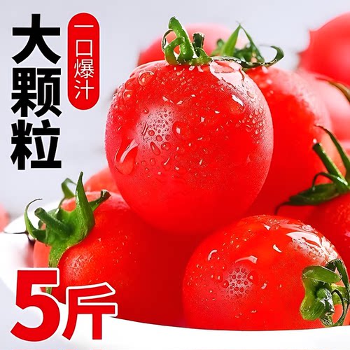圣女果新鲜樱桃小番茄时令现货孕妇水果包邮一颗现摘自提自然熟