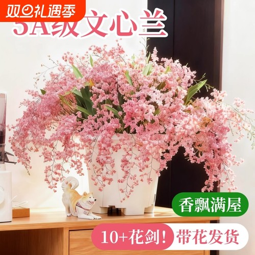 梦香文心兰盆栽多花剑花开飘香