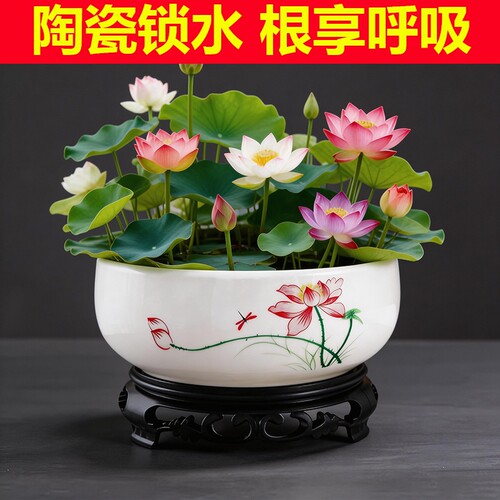 水仙花陶瓷无孔水培花盆特价大号铜钱草睡莲专用水培盆莲花带托盘