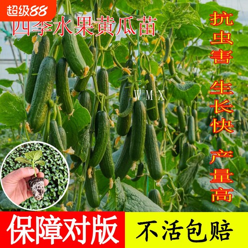 高产水果黄瓜苗秧四季阳台秋冬季蔬菜苗荷兰黄瓜盆栽南方小青瓜