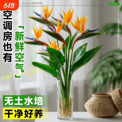 天堂鸟四季好养活|超1万次加购
