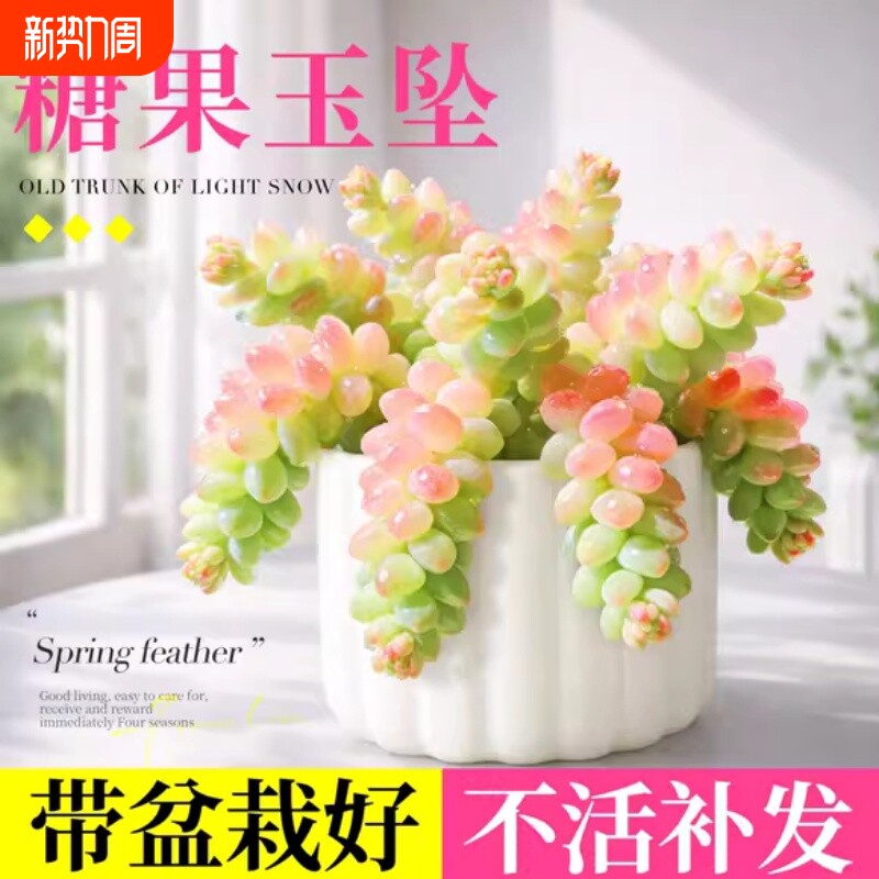 糖果新玉坠缀多肉植物室内小盆栽幼儿园稀有品种好养水晶老桩阳台