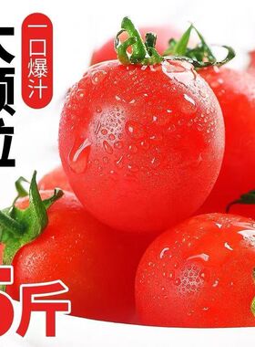 圣女果新鲜红色樱桃小番茄时令现货孕妇水果成熟包邮一颗爆汁现摘