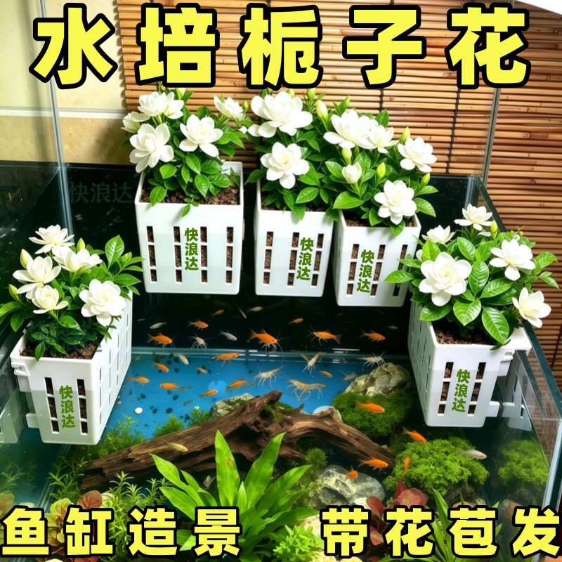 水培栀子花盆栽带花苞四季好养室内花卉绿植物办公室桌面水养鲜花