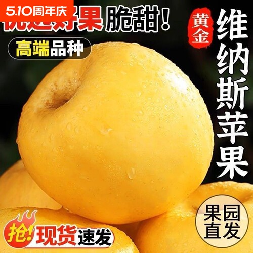 正宗山东烟台维纳斯黄金苹果
