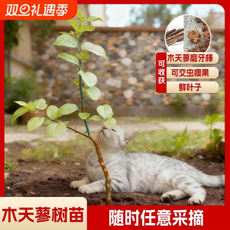 鲜木天蓼盆栽树枝猫咪天然磨牙棒逗猫棒解压自嗨玩具猫薄荷