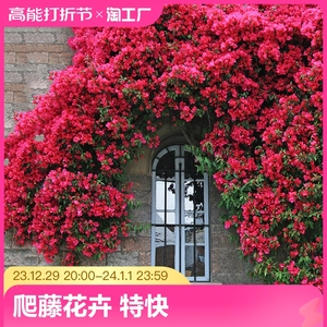 木香花苗爬藤植物四季红木香白木香月季蔷薇庭院特大基地