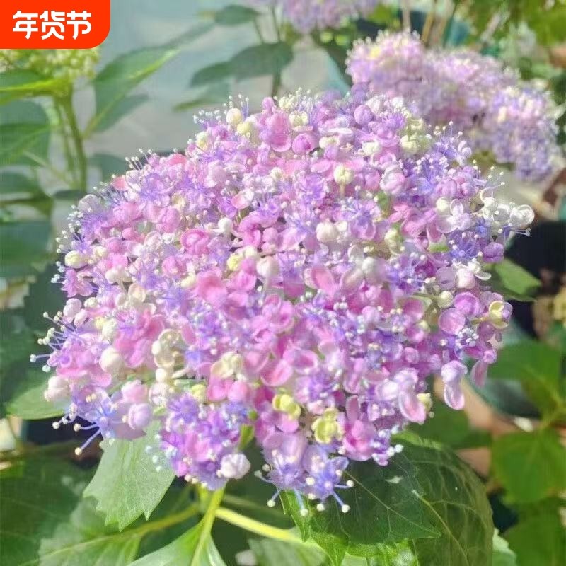 绣球花苗无尽夏大花绣球八仙花阳台花盆栽耐寒四季开大花小苗魔幻,鲜花速递/花卉仿真/绿植园艺,绣球/木绣球/木本植物,淘宝优惠券,粉丝福利购,淘宝优惠卷