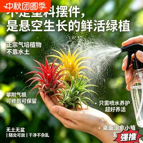 空气凤梨小精灵趣味盆栽