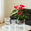 定植篮水培植物防摔亚克力透明加厚圆柱形花瓶白掌水培瓶玻璃水养