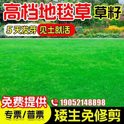 进口地毯草草籽矮生四季青草坪种子庭院别墅耐寒旱耐践踏绿化草种