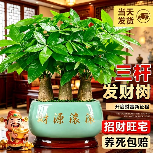 三杆发财树小盆栽客厅办公室绿植桌面室内植物四季常青招财树好养