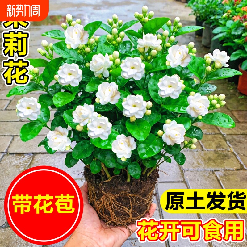 茉莉花盆栽带花苞栀子花室内水培鲜花苗阳台浓香花卉绿植物九里香