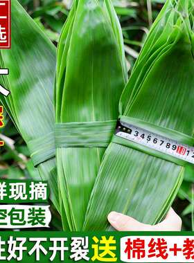 粽子叶棕叶新鲜大号包粽子专用的叶子批发干粽叶大野生鲜粽叶现摘
