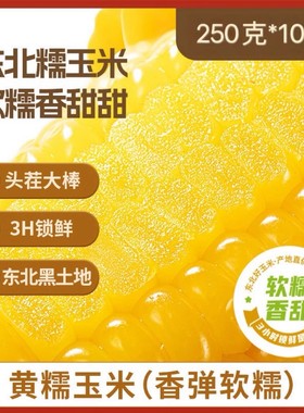 25年头茬黄糯玉米黑土种植一年只产一季香甜粘黏苞米粗粮低脂代餐