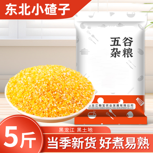 东北小碴子新货农家黄玉米糁五谷杂粮小碴子粥黄苞米碎玉米碴子粥