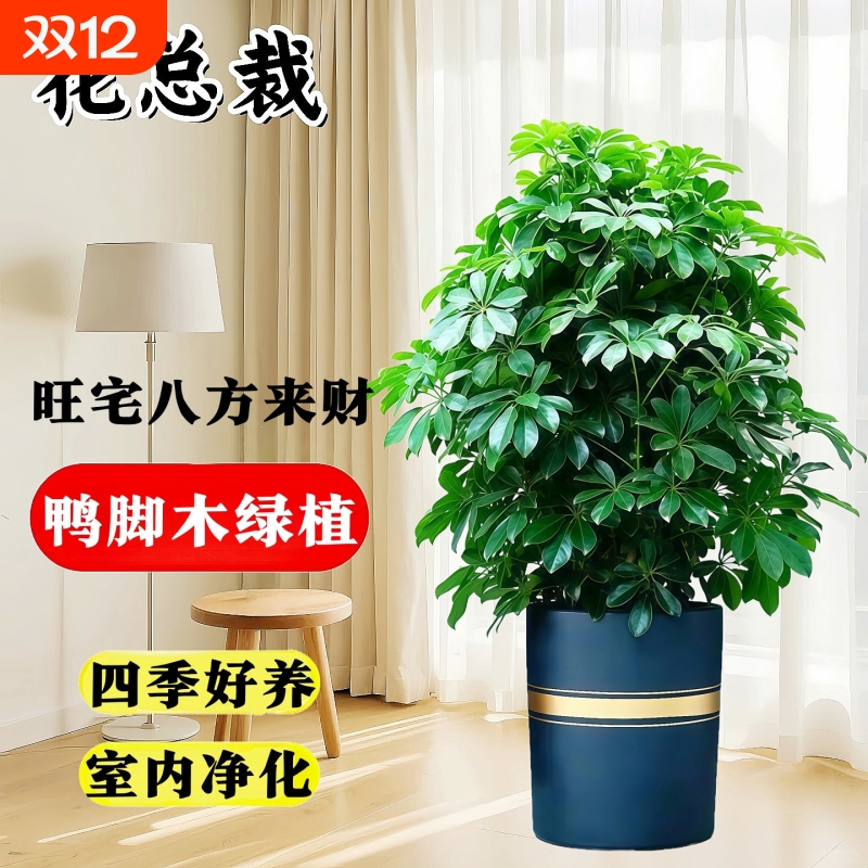 鸭脚木八方来财盆栽绿植