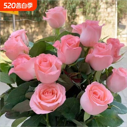 玫瑰老桩花苗开花月季花四季庭院花卉盆栽室内鲜花耐寒花阳台客厅