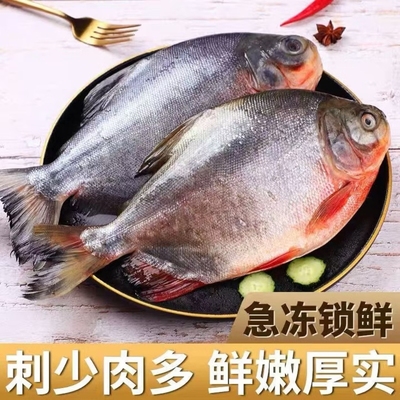 特大红鲳鱼新鲜海鱼冷冻腹鲜活金昌鱼平鱼金鲳银鲳鱼白鲳淡水