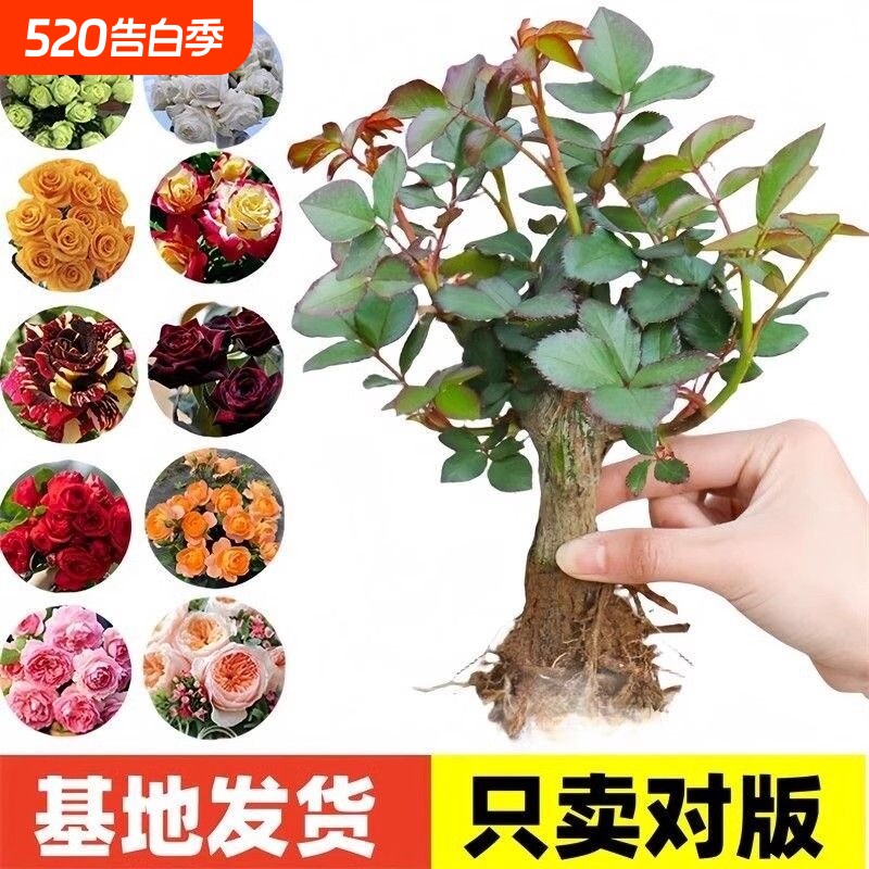 玫瑰花苗老桩大花浓香花卉绿植物盆栽月季蔷薇室内外阳台四季好养