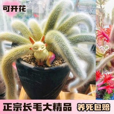 精品开花九尾狐多肉植物高档盆栽长毛系列猴尾巴办公室盆栽防辐射